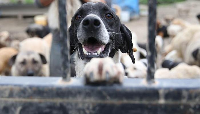 17 yazıdan 16'sı… Anayasa Mahkemesi sokak hayvanlarına yönelik soruşturma kararı verdi