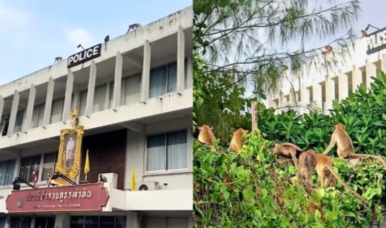 Yüzlerce maymun polis karakolunu işgal etti – Son Dakika Dünya Haberleri