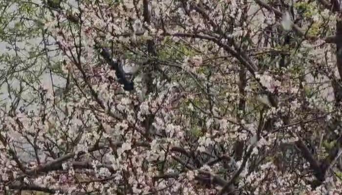 Sirt’te iki mevsim vardı! Soğuk alanın yerini ısı ile değiştirdi