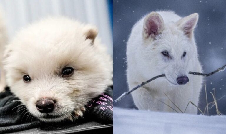 Soyu 10 bin yıl önce tükendi: Laboratuvara döndü – Son Dakika Dünya Haberleri