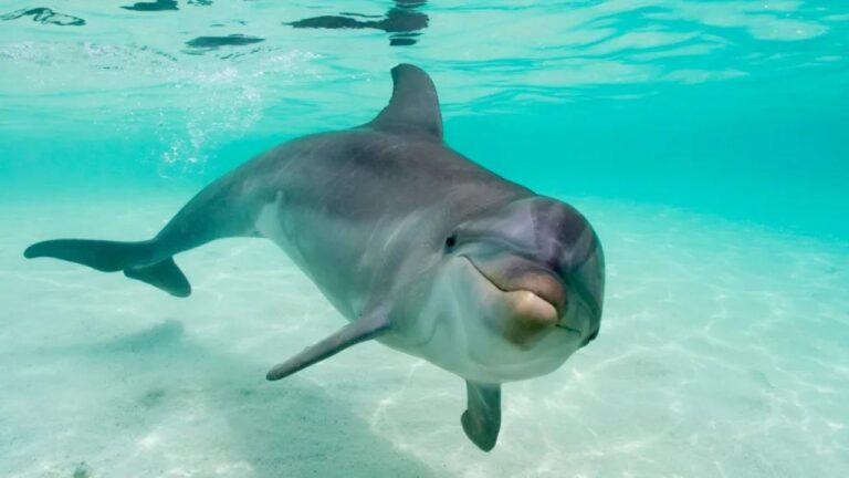 Arama: Yunusların ıslıkları var ve bu sesler gizli bilgi olabilir