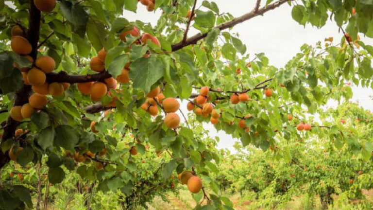 Yiyecek adımlarında: Kayısı – Son Dakika Guy News