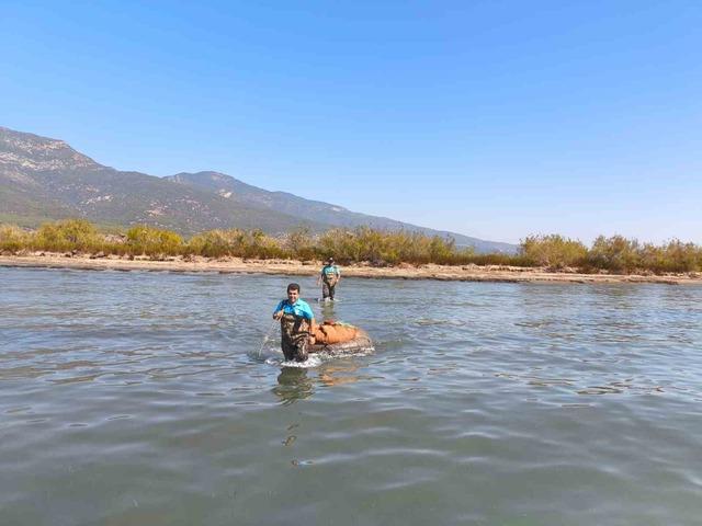 Söke 3'teki Yasak Av için geçiş yok