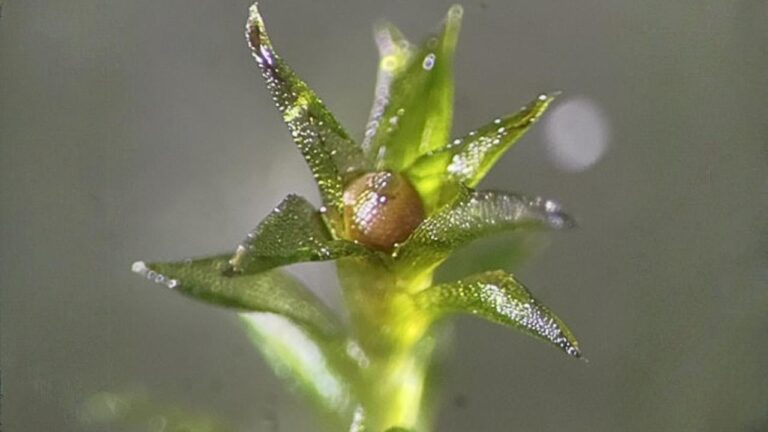 Alg tohumları uzayda 9 ay hayatta kaldı